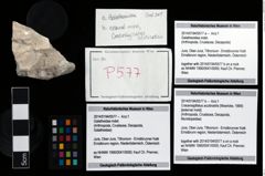 Foto (Objekt + Etikett) von Galatheoidea indet.  (NHMW-GEO-2014-0194-0577a)